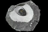 Bargain, Cornuproetus Trilobite Fossil - Morocco #108208-1